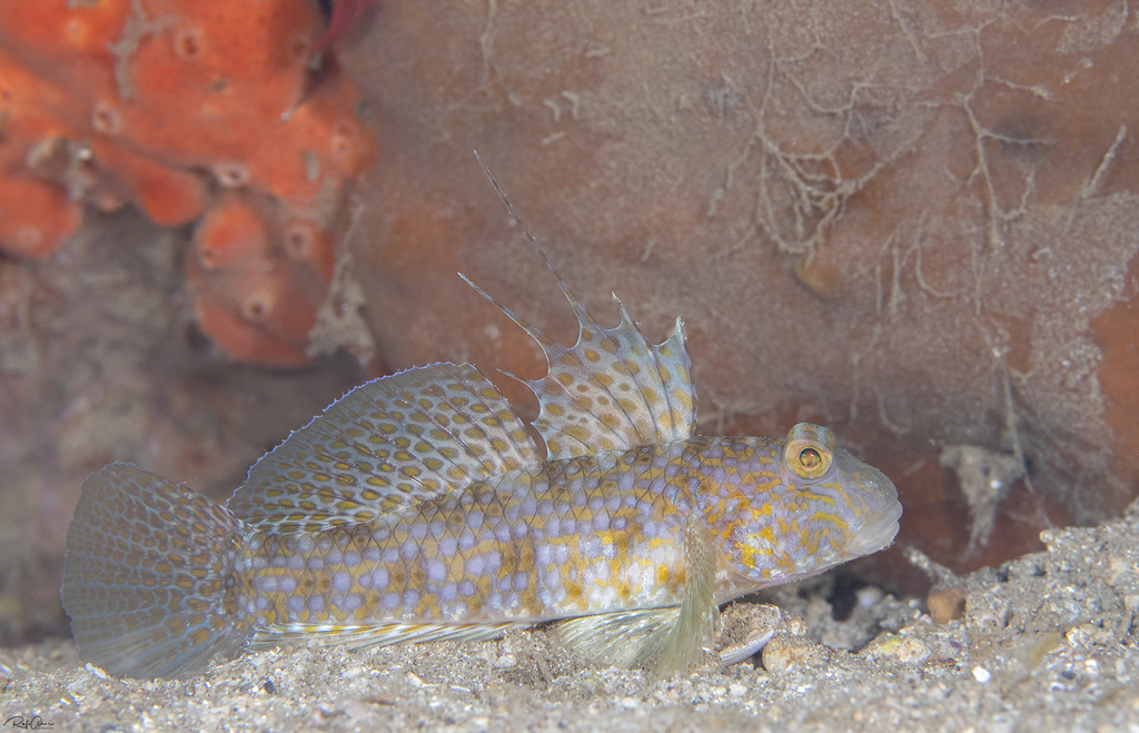 Akihito's Goby