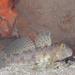 Filamented Goby - Photo (c) Rafi Amar, some rights reserved (CC BY-NC), uploaded by Rafi Amar
