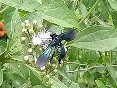 Macrocneme leucostigma