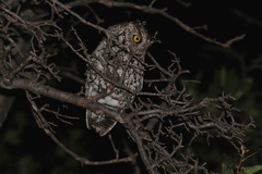 Megascops trichopsis