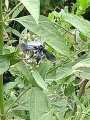 Macrocneme leucostigma