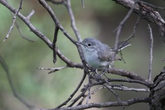 Polioptila nigriceps