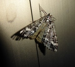 Pseudocoremia leucelaea