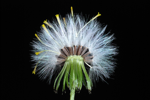 old-man-in-the-Spring (Senecio vulgaris)