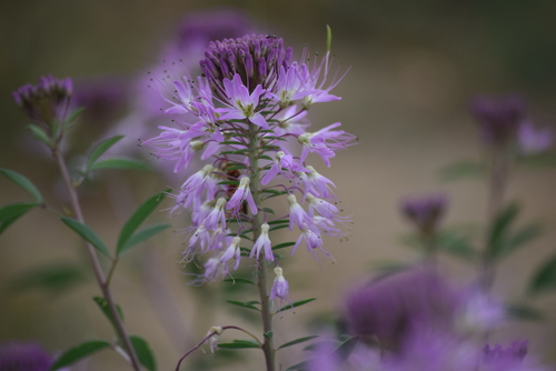 Cleomella serrulata