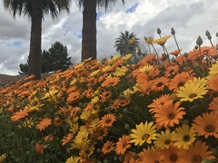 Dimorphotheca sinuata