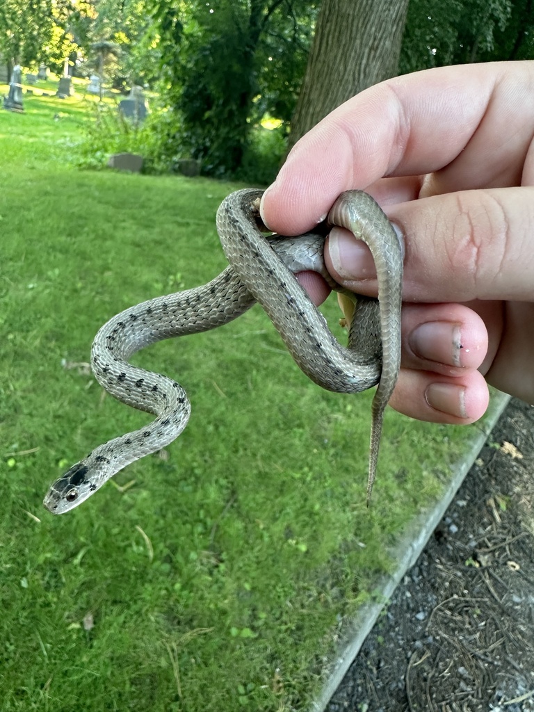 DeKay's Brownsnake from SUNY College of Environmental Science and ...