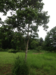 Trichospermum pleiostigma