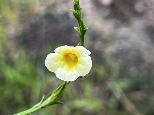 Centranthera cochinchinensis iNat (2)