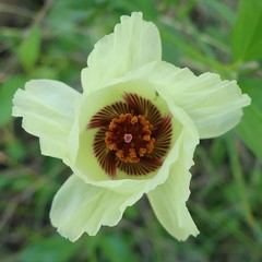Cienfuegosia heterophylla