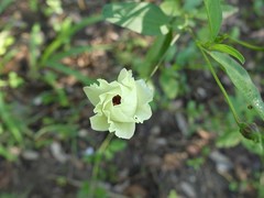 Cienfuegosia heterophylla