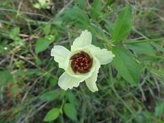 Cienfuegosia heterophylla