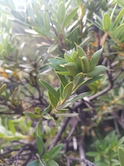 Orites lancifolius