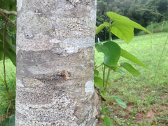 Trichospermum pleiostigma