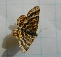 Epelis truncataria