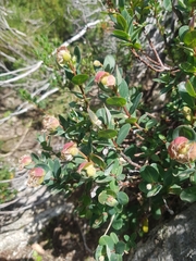 Pimelea ligustrina