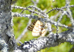 Epelis truncataria