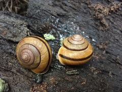 Helminthoglypta exarata