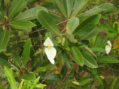 Dalechampia schippii