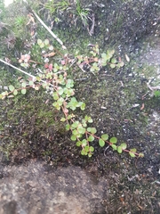 Gonocarpus micranthus micranthus