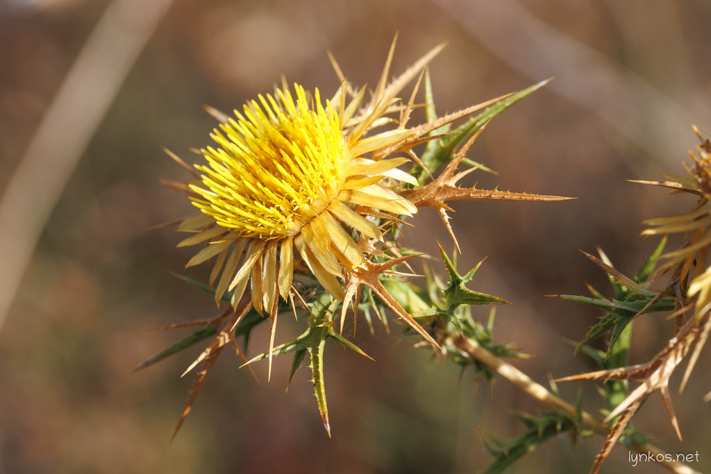 Clustered Carline-thistle