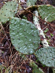 Opuntia cespitosa