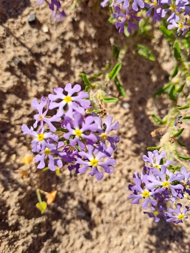 Image of Zaluzianskya affinis by (c) Noeleen du Toit, some rights reserved (CC BY-SA)