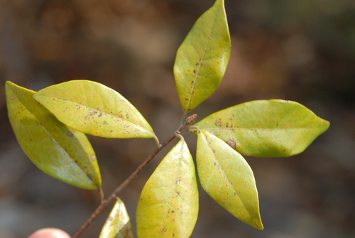 Image of Litsea rotundifolia by (c) 潘立傑 LICHIEH_PAN, some rights reserved (CC BY)