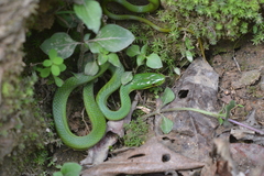 Green Bush Rat Snake photo 2