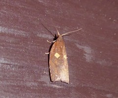 Planotortrix excessana