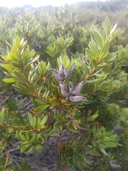 Orites lancifolius