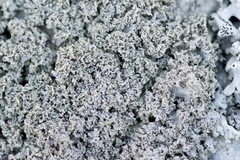 Physcia millegrana image