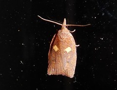 Planotortrix excessana