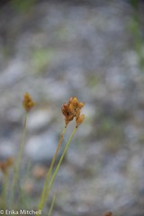 Carex crawfordii