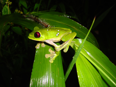 Agalychnis spurrelli