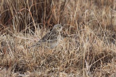 Anthus spragueii