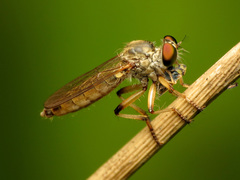 Amblysellus curtisii