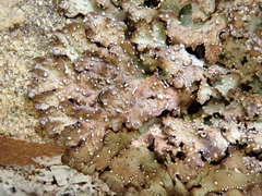 Punctelia stictica