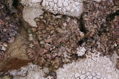 Punctelia stictica