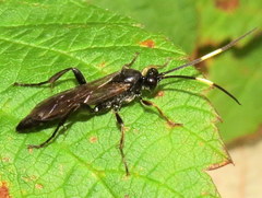 Cratichneumon viator