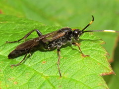 Cratichneumon viator