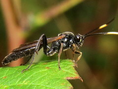 Cratichneumon viator