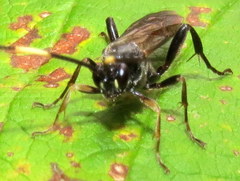 Cratichneumon viator