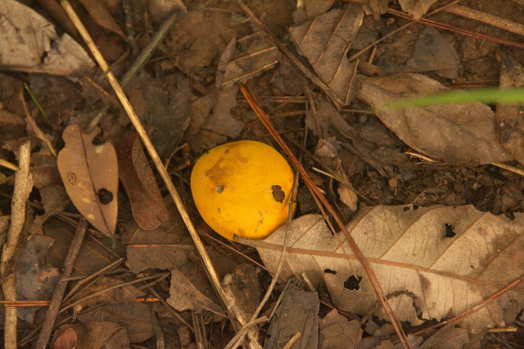 Mycoamaranthus