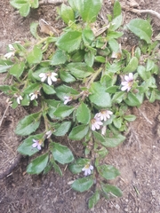 Scaevola hookeri