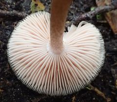 Pluteus readiarum