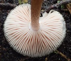 Pluteus readiarum