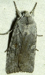 Lithophane antennata