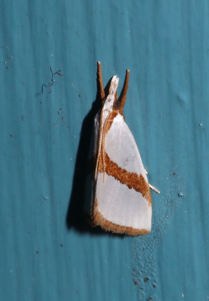 Straight-lined Vaxi Moth