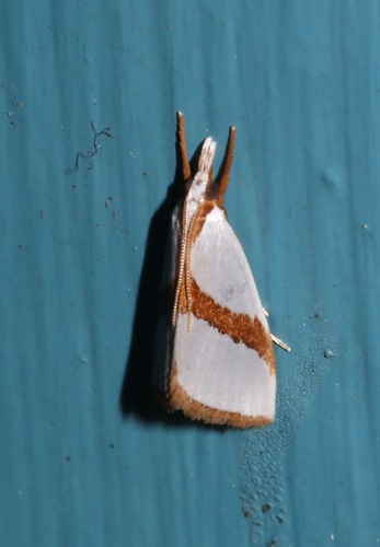 Straight-lined Vaxi Moth